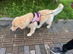 散歩