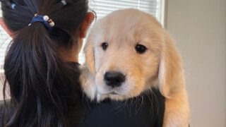 愛犬
